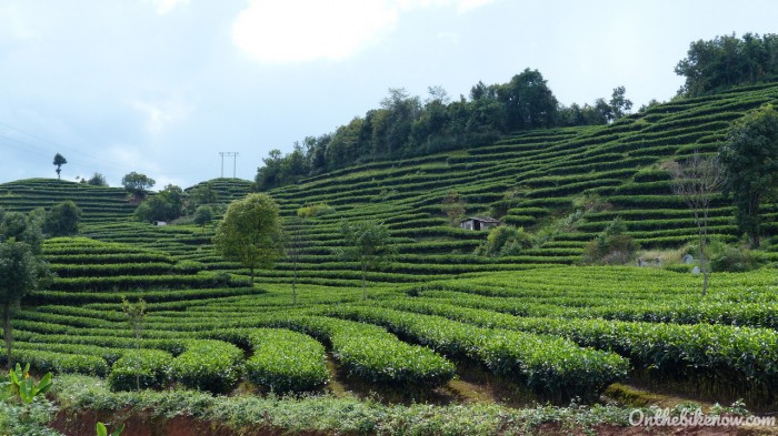 Plantations de thé sur la route de Jiangcheng