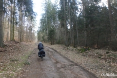 Route forêt proche Dambach