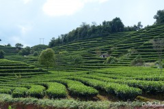 Plantations de thé sur la route de Jiangcheng