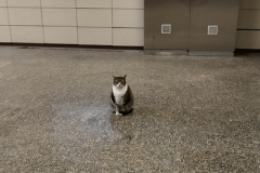 Le chat attends son métro