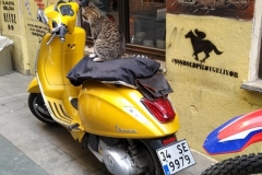 Chat scooter