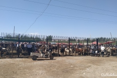 Marché aux bestiaux Kashgar