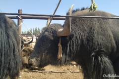 Marché aux bestiaux Kashgar