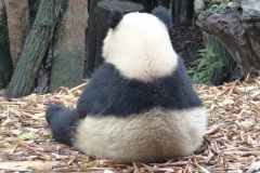 Ma photo préférée des pandas