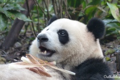 Visite des pandas à Chengdu