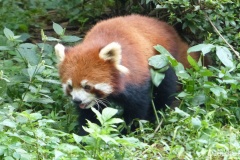 Visite des pandas à Chengdu