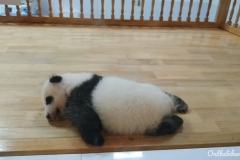 Visite du bébé panda à Chengdu