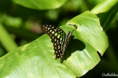 Luang Prabang - Kuang Si Falls - Parc aux papillons