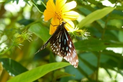 Luang Prabang - Kuang Si Falls - Parc aux papillons